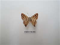 藏品(銀紋尾蜆蝶　中南部亞種)的圖片